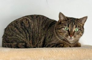 ATTiS Katzenvermittlung, Erwachsene Katzen, Arabia