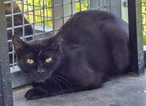 ATTiS Katzenvermittlung - Erwachsene Katzen - Bluna