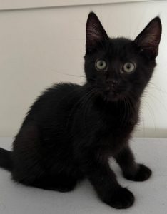 ATTiS Katzenvermittlung, Jungkatzen, Ferdinand