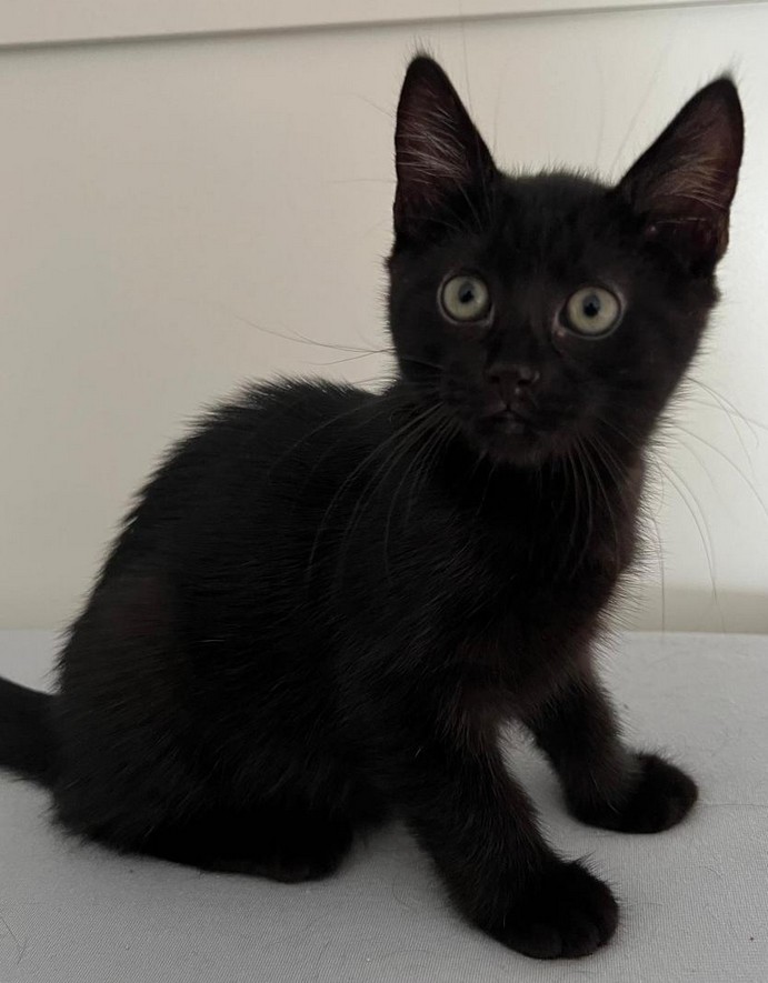 ATTiS Katzenvermittlung, Jungkatzen, Ferdinand