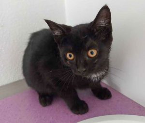 ATTiS Katzenvermittlung, Jungkatzen, Hadassa
