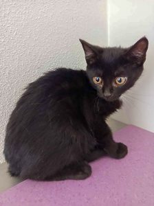 ATTiS Katzenvermittlung, Jungkatzen, Hamza