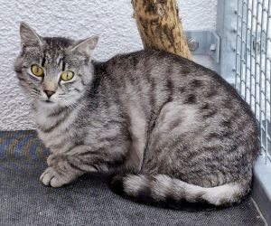 ATTiS Katzenvermittlung - Erwachsene Katzen - Hanaka