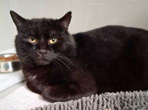 ATTiS Katzenvermittlung, Erwachsene Katzen, Henrik
