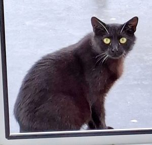 ATTiS Katzenvermittlung, Erwachsene Katzen, Hexi