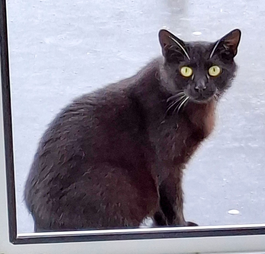 ATTiS Katzenvermittlung, Erwachsene Katzen, Hexi