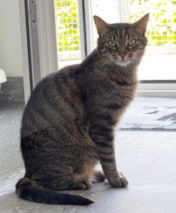 ATTiS Katzenvermittlung - Erwachsene Katzen - Ismet