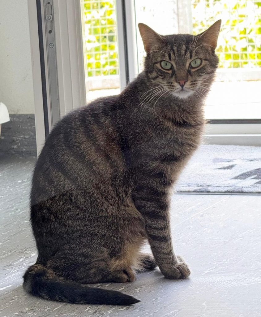 ATTiS Katzenvermittlung - Erwachsene Katzen - Ismet