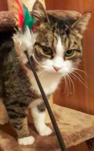 ATTiS Katzenvermittlung, Erwachsene Katzen, Katinka