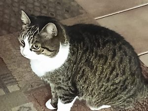 ATTiS Katzenvermittlung, Erwachsene Katzen, Katinka