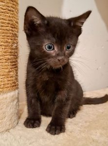 ATTiS Katzenvermittlung, Jungkatzen, Lelex