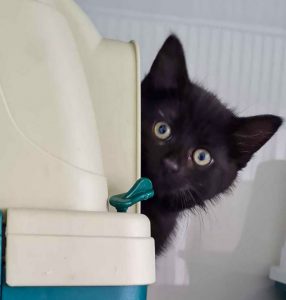 ATTiS Katzenvermittlung, Jungkatzen, Olivia