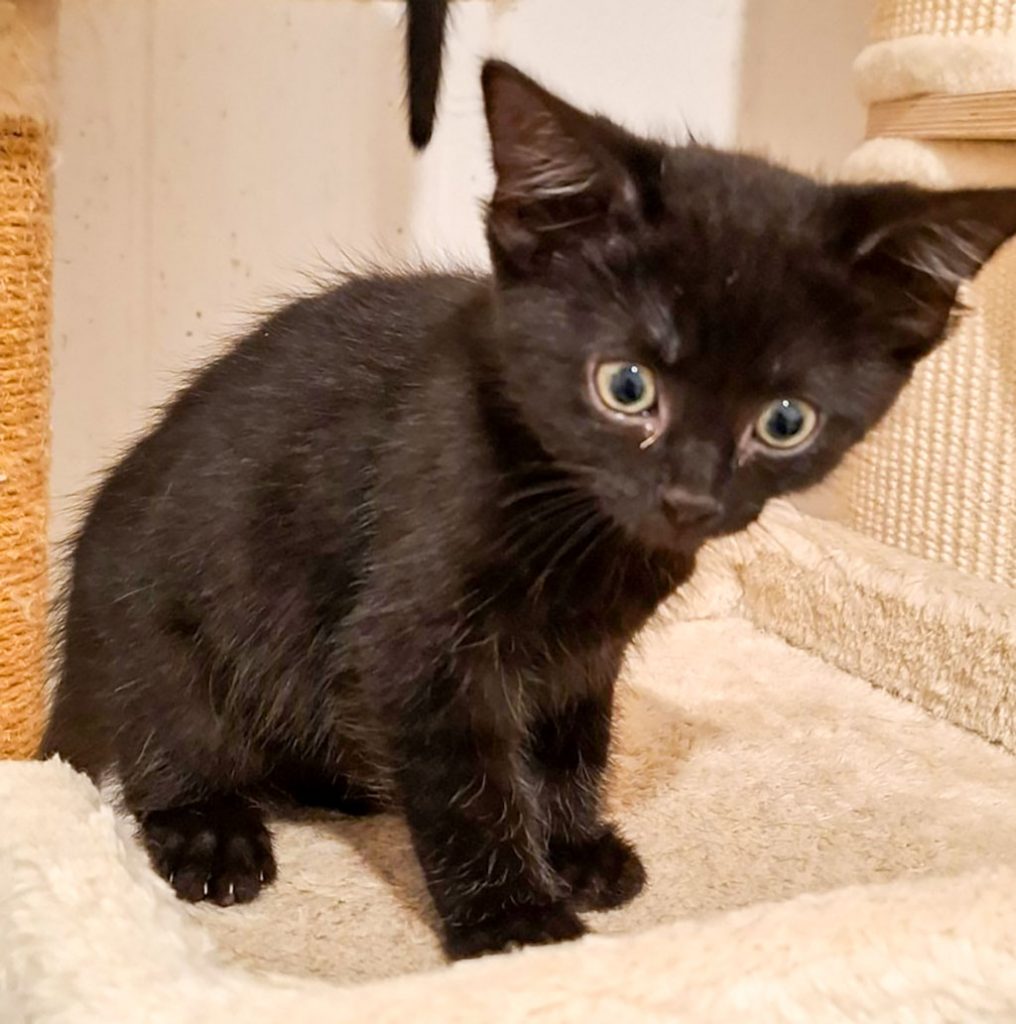 ATTiS Katzenvermittlung, Jungkatzen, Orpa
