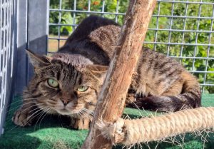 ATTiS Katzenvermittlung - Erwachsene Katzen - Sandy