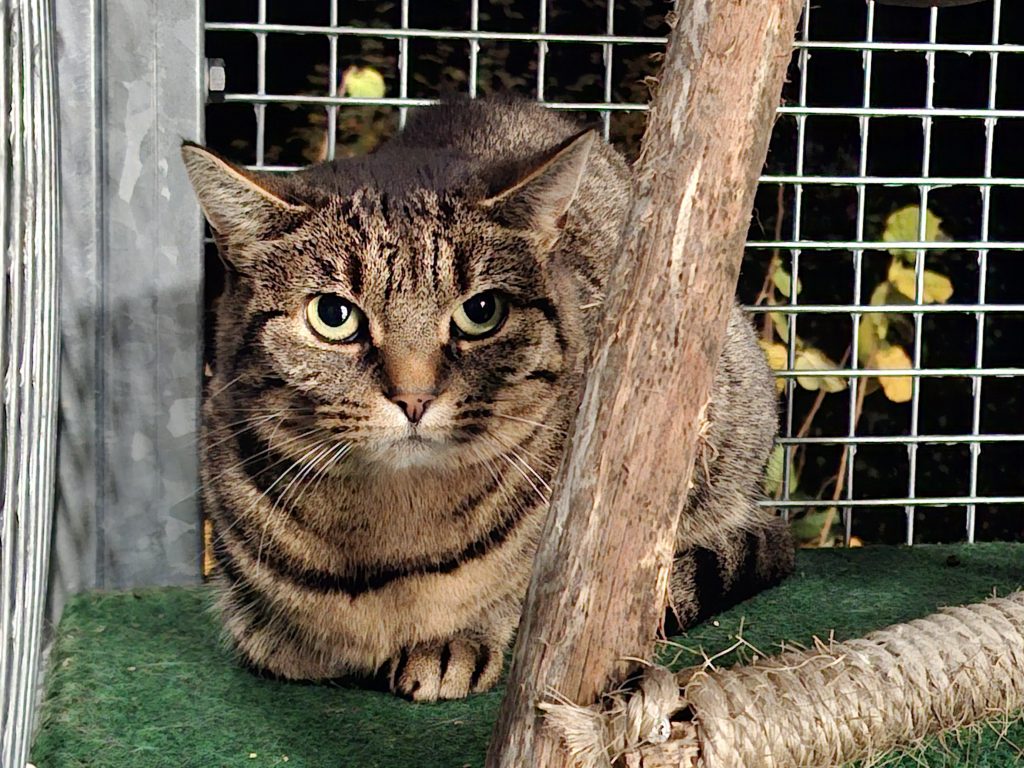 ATTiS Katzenvermittlung - Erwachsene Katzen - Sandy