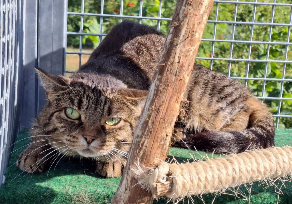 ATTiS Katzenvermittlung - Erwachsene Katzen - Sandy