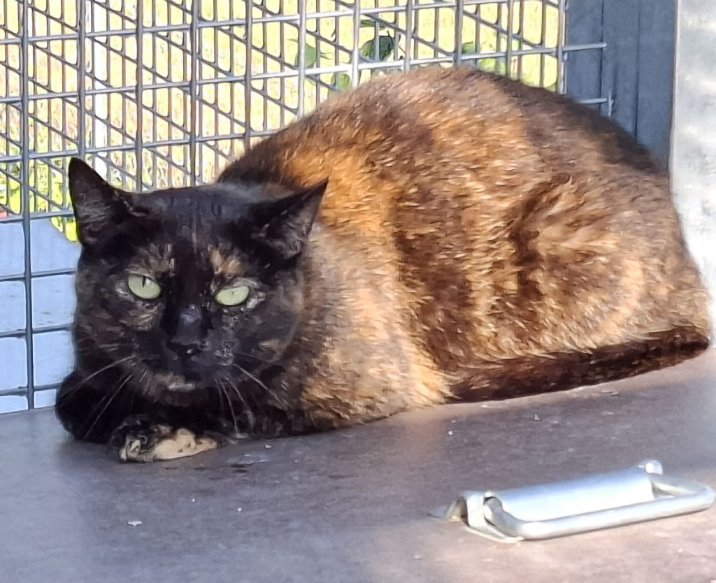 ATTiS Katzenvermittlung - Erwachsene Katzen - Scary