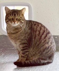 ATTiS Katzenvermittlung, Erwachsene Katzen, Sepp