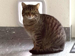 ATTiS Katzenvermittlung, Erwachsene Katzen, Sepp