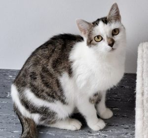 ATTiS Katzenvermittlung - Erwachsene Katzen - Sola