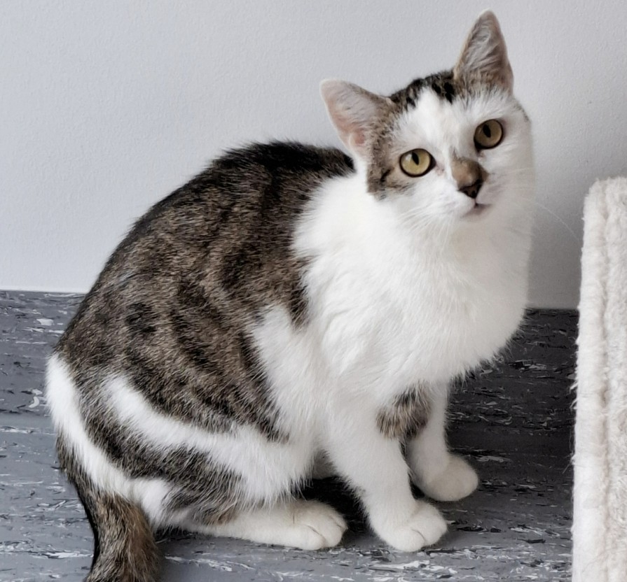 ATTiS Katzenvermittlung - Erwachsene Katzen - Sola