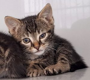 ATTiS Katzenvermittlung, Jungkatzen, Uljana