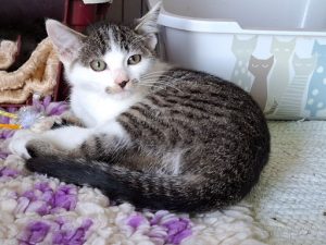 ATTiS Katzenvermittlung, Jungkatzen, Babsi
