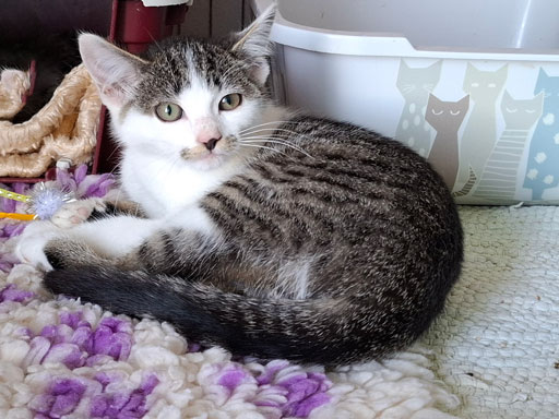 ATTiS Katzenvermittlung, Jungkatzen, Babsi