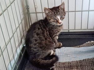 ATTiS Katzenvermittlung, Jungkatzen, Beppo