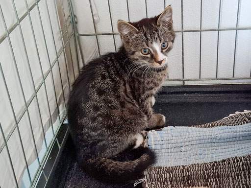 ATTiS Katzenvermittlung, Jungkatzen, Beppo