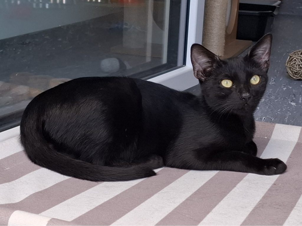 ATTiS Katzenvermittlung, Jungkatzen, Hera