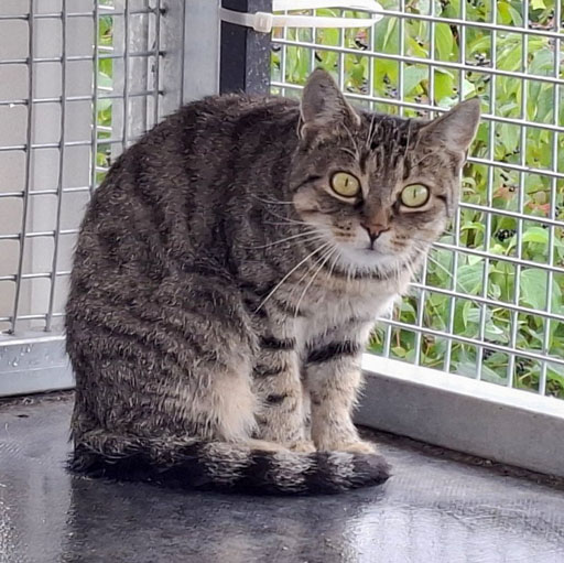 ATTiS Katzenvermittlung, Erwachsene Katzen, Hina