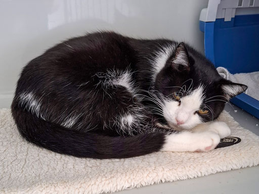 ATTiS Katzenvermittlung, Erwachsene Katzen, Mule