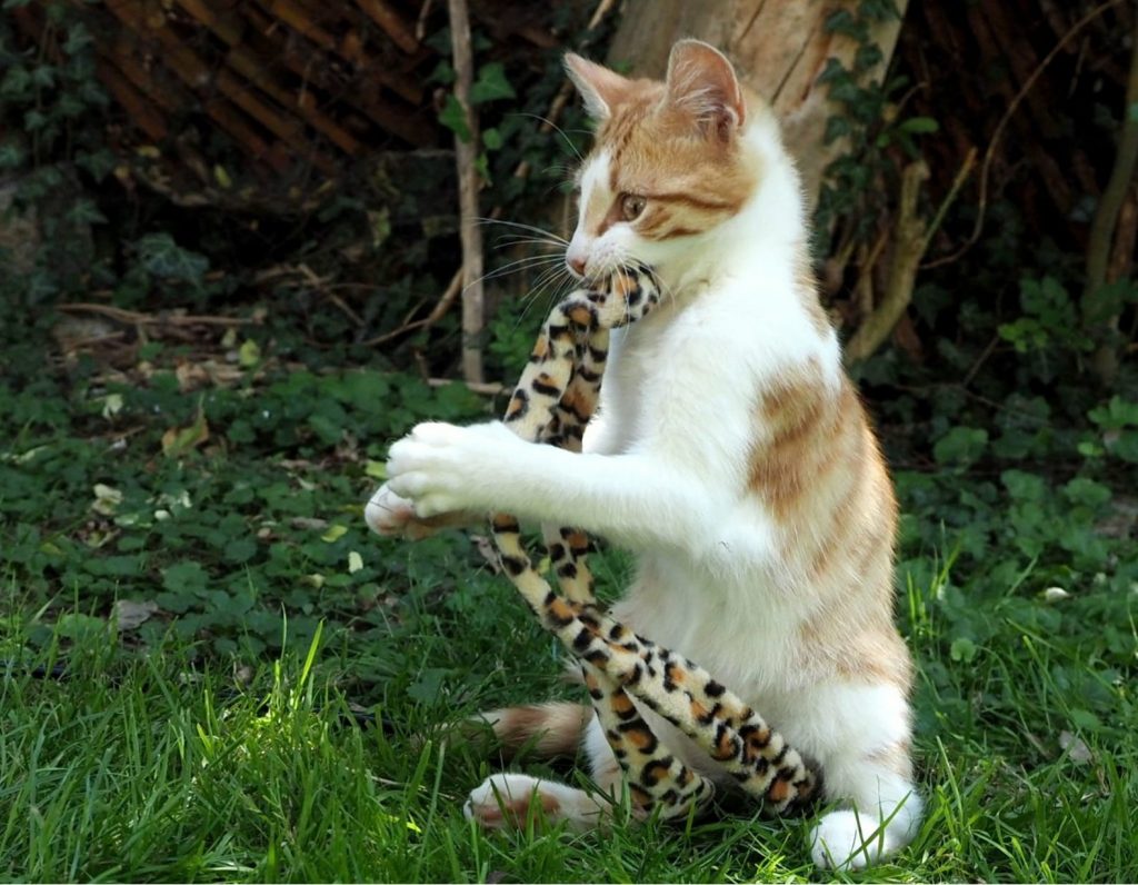 ATTiS Katzenvermittlung, Jungkatzen, Simba