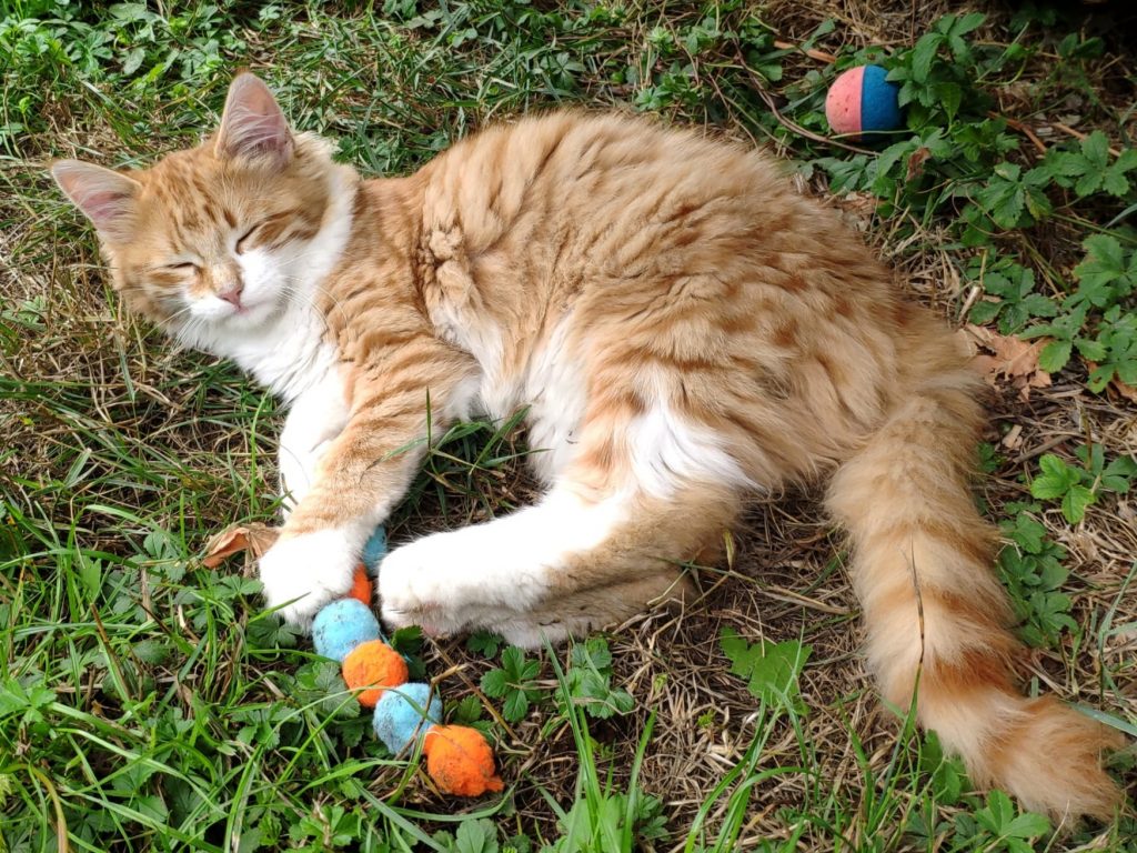 ATTiS Katzenvermittlung, Jungkatzen, Nala