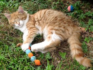 ATTiS Katzenvermittlung, Jungkatzen, Nala