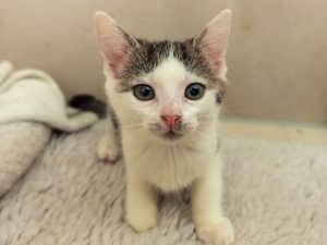 ATTiS Katzenvermittlung, Jungkatzen, Uka