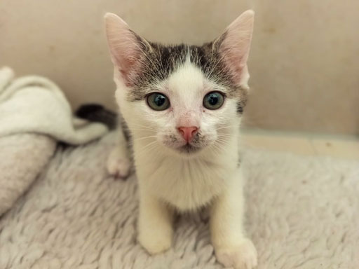 ATTiS Katzenvermittlung, Jungkatzen, Uka