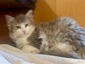 ATTiS Katzenvermittlung, Jungkatzen, Wanda