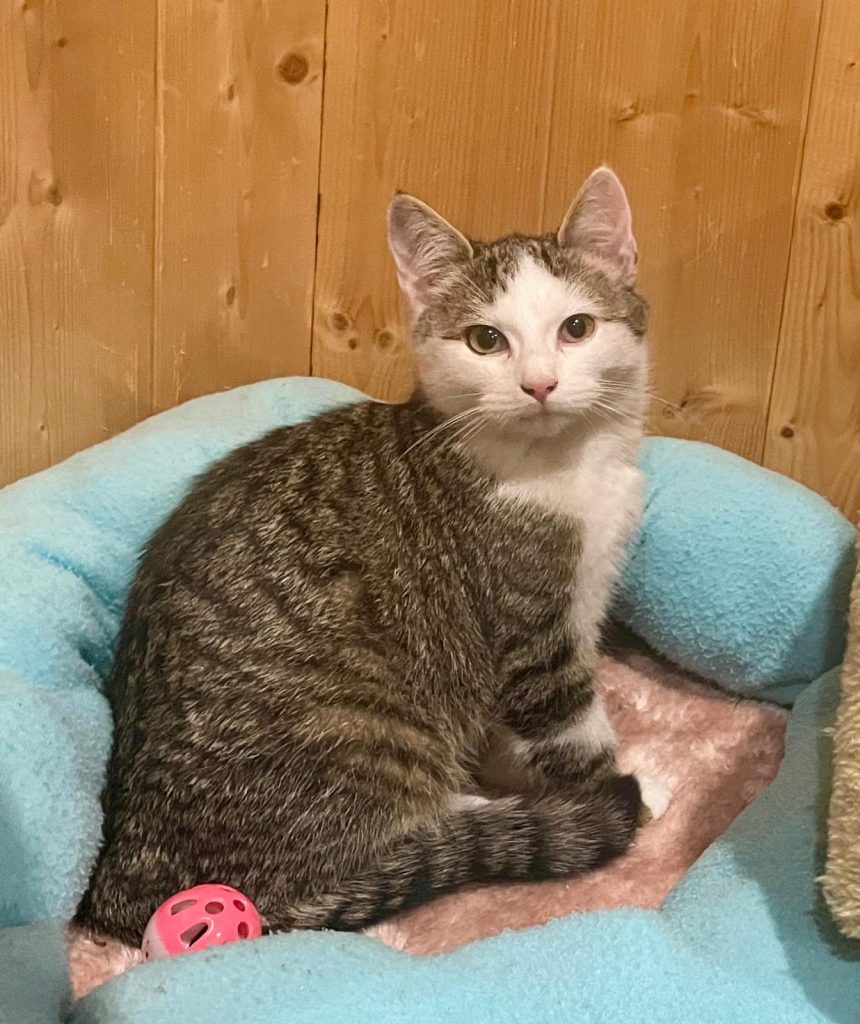 ATTiS Katzenvermittlung, Jungkatzen, Wickie