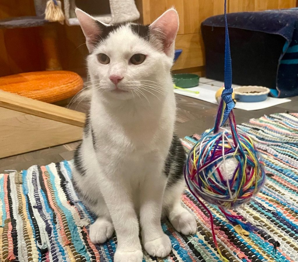 ATTiS Katzenvermittlung, Jungkatzen, Woody