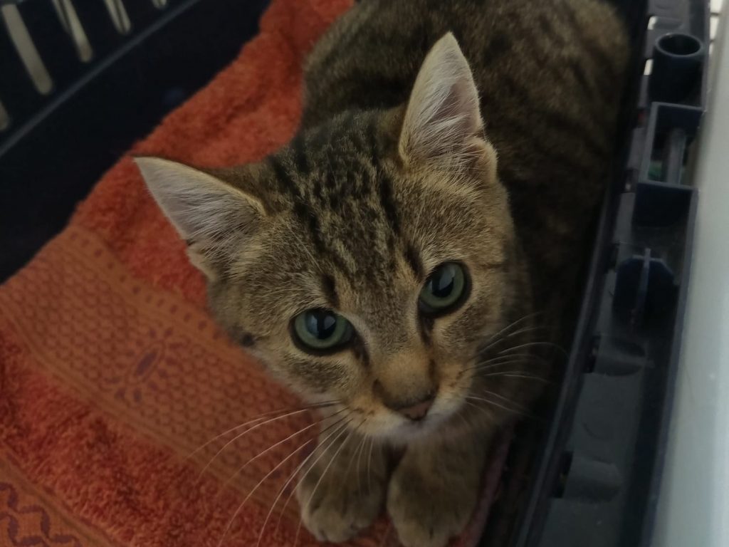 ATTiS Katzenvermittlung, Jungkatzen, Benito