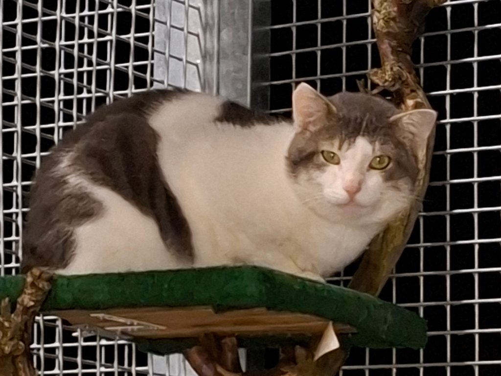 ATTiS Katzenvermittlung, Erwachsene Katzen, Benji