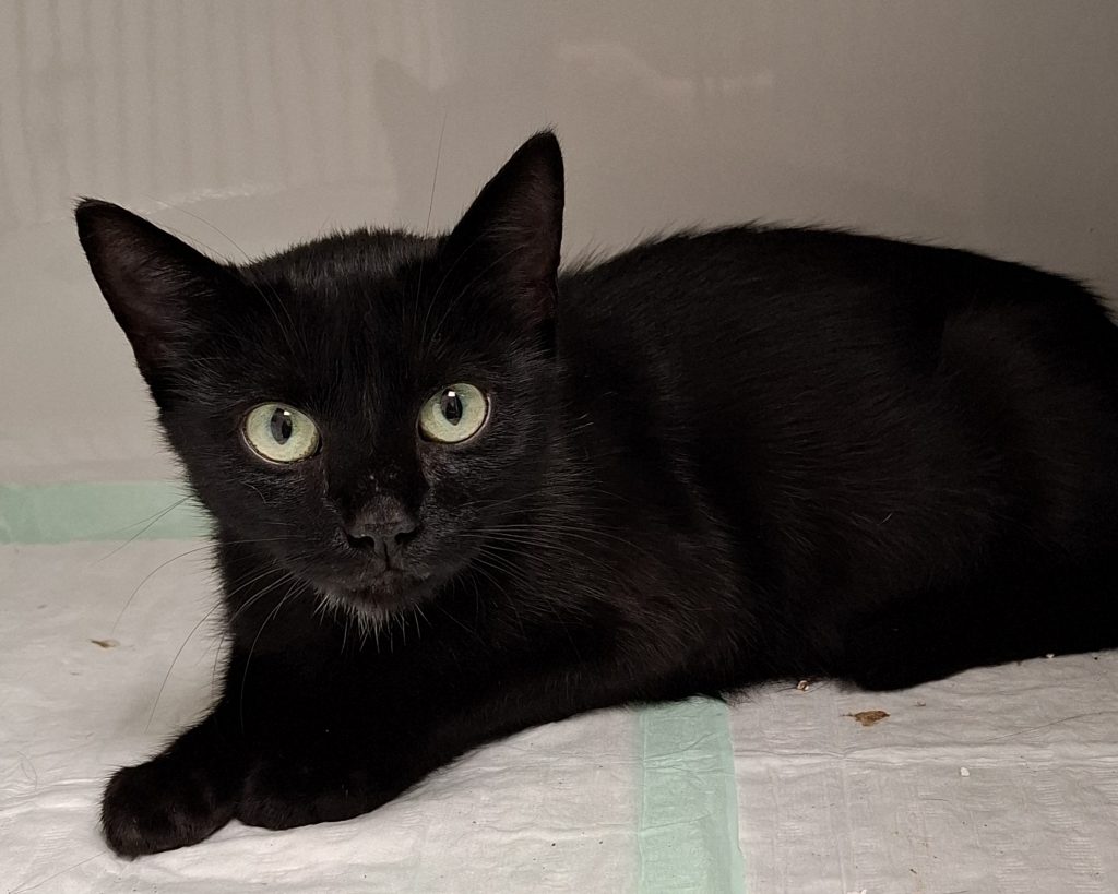 ATTiS Katzenvermittlung, Erwachsene Katzen, Bilania