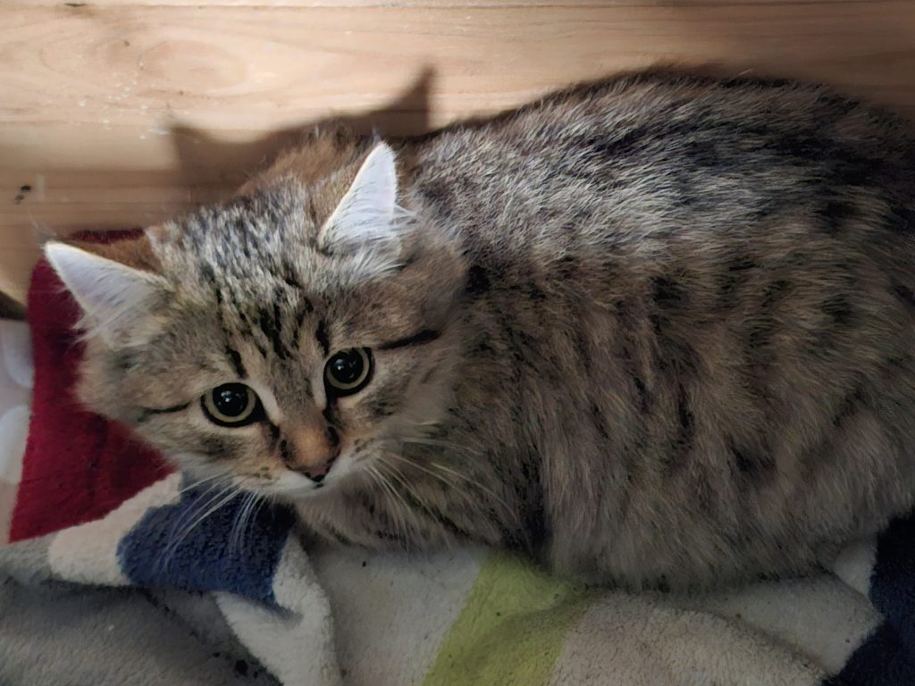 ATTiS Katzenvermittlung, Jungkatzen, Raki