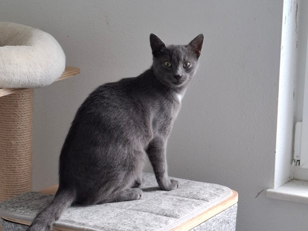 ATTiS Katzenvermittlung, Erwachsene Katzen, Balthasar