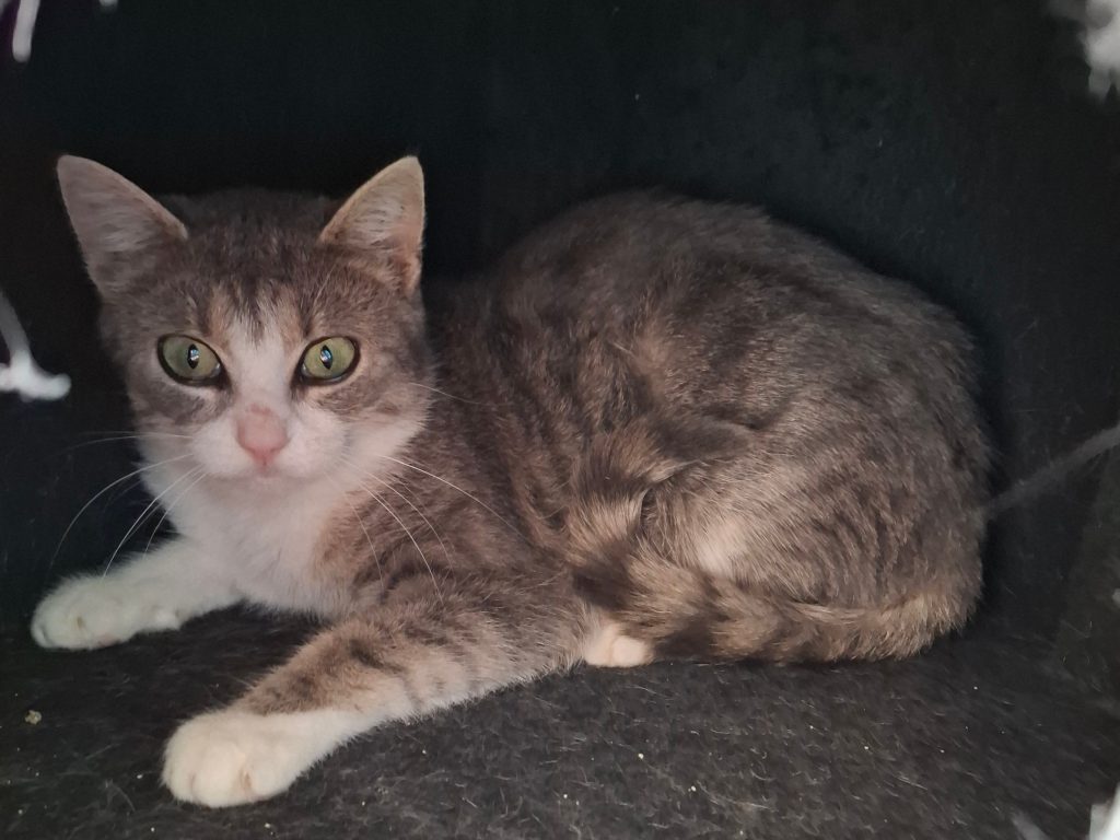 ATTiS Katzenvermittlung, Erwachsene Katzen, Bibbi