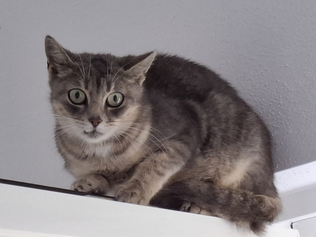 ATTiS Katzenvermittlung, Erwachsene Katzen, Britta