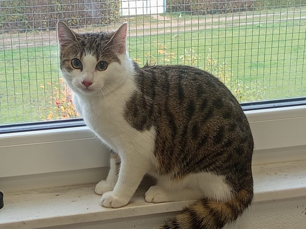 ATTiS Katzenvermittlung, Erwachsene Katzen, Bumblebee