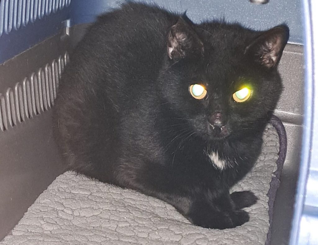 ATTiS Katzenvermittlung, Erwachsene Katzen, Edgar